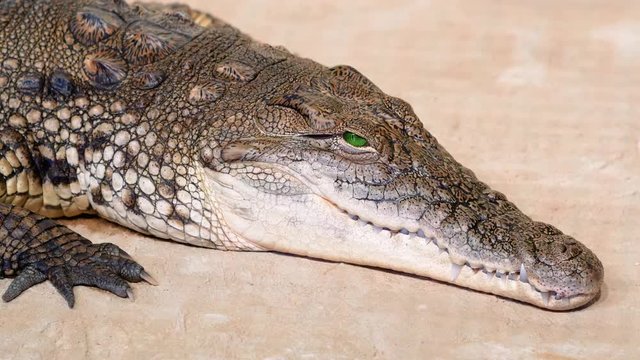 Nile crocodile opens his eyes. Largest freshwater predator in Africa. Close up