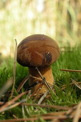 Borowik © M. G. Koperkiewicz