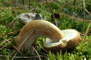 Borowik © M. G. Koperkiewicz