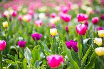 Fototapeta premium Colorful tulip flowers blooming in a garden flower bud