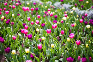 Colorful tulip flowers blooming in a garden flower bud