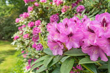 Rhododendron im Garten