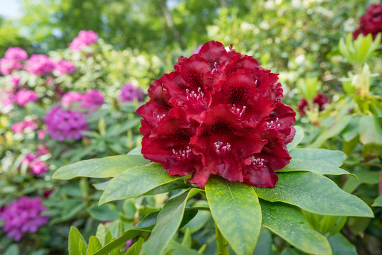 Rhododendron im Garten