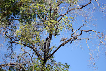 Eucalyptus tree with an eagle on blue sky.