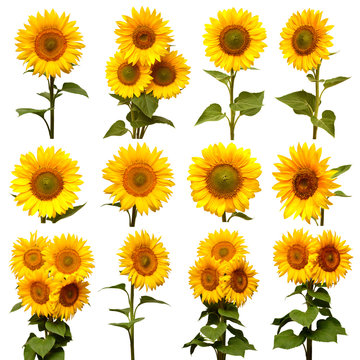 Sunflowers collection isolated on white background. Sun symbol. Flowers yellow, agriculture. Seeds and oil. Flat lay, top view. Bio. Eco