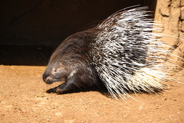 porcupine with fluff needles on a background of a cave