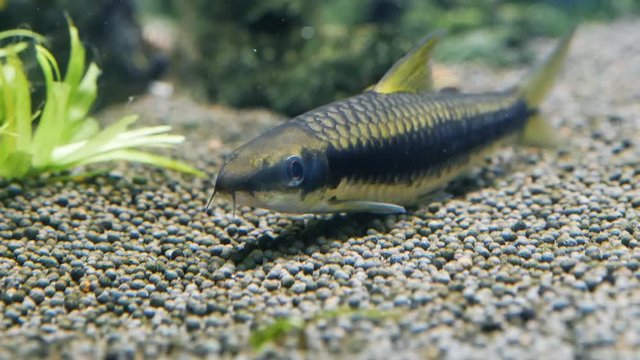 Siamese algae-eater (Crossocheilus oblongus) close up
