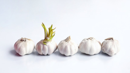 Garlic with green sprouts in front of garlic without sprouts on a light background. Superiority, competition, stand out from the crowd concept.