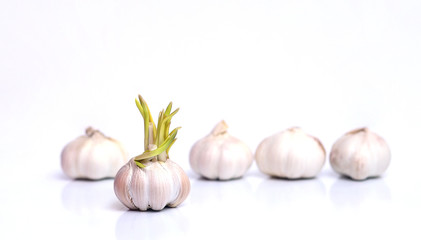 Garlic with green sprouts in front of garlic without sprouts on a light background. Superiority, competition, stand out from the crowd concept.