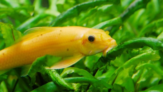 Close up of Chinese algae eater (Gyrinocheilus aymonieri) also known as honey sucker