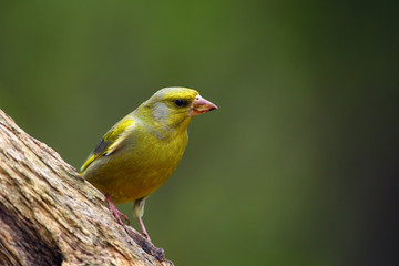 The European greenfinch, or just greenfinch (Chloris chloris),sitting on the branch. Male greenfinch in the forest.