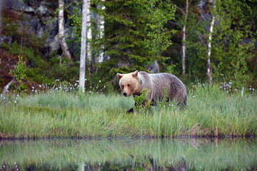 The brown bear (Ursus arctos) female walking in the forest against the light. Big female bear in the finnish taiga.