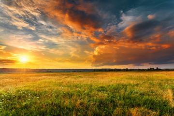 Sunset landscape with a plain wild grass field and a forest on background. - obrazy, fototapety, plakaty