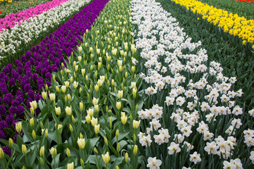 Tulpen bunt und farbenfroh im Frühling in Holland