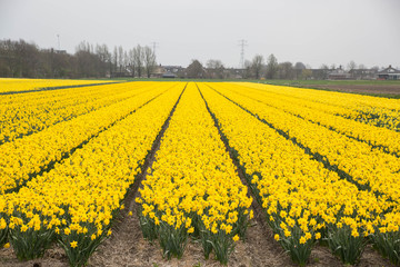 Narzissen Feld Lisse und Keukenhof im Frühling