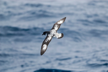 Cape Petrel, Antartic bird, Antártica