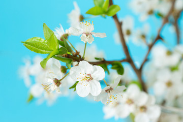 Branch of cherry blossoms on blue background