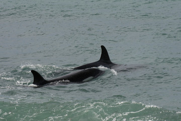 Fototapeta premium Orcas hunting sea lions, Patagonia , Argentina