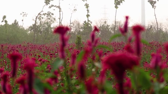 A field of red bloomed cockscomb flower with camera panning.