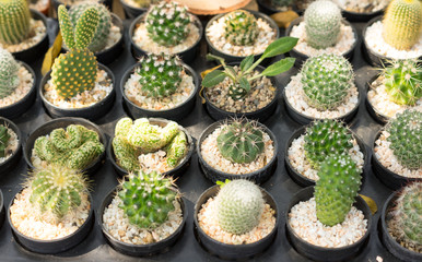 Row of small cactus pots on table.