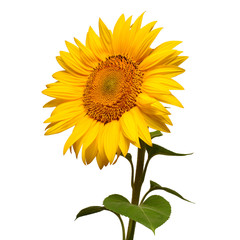 Obraz premium Sunflower head turned sideways isolated on white background. Sun symbol. Flowers yellow, agriculture. Seeds and oil. Flat lay, top view. Bio. Eco. Creative
