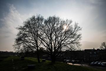 mystische Laubbäume im Winter