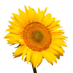 Sunflower head isolated on white background. Sun symbol. Flowers yellow, agriculture. Seeds and oil. Flat lay, top view. Bio. Eco. Creative