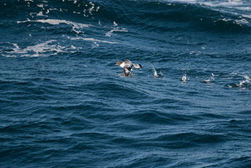 Cape Petrel, Antartic bird, Ant&aacute;rtica