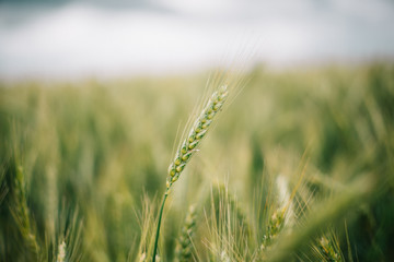 Fototapeta premium Wheat in Europe