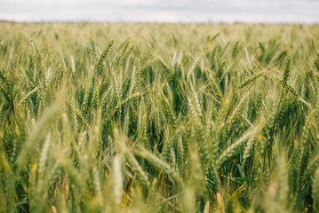 Wheat in Europe