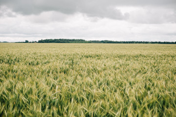 Wheat in Europe