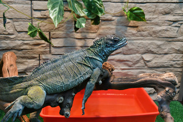 Frilled lizard In the terrarium