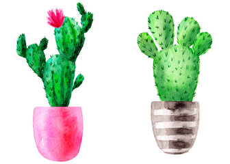 Exotic cactus with pink flowers. Flowering tropic cacti in pots. Watercolor hand drawn botanical illustration. Clipart design for stickers, postcard, invitation, cover, print, poster, pattern, decor.