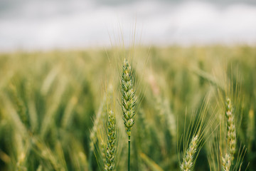 Wheat in Europe