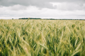 Fototapeta premium Wheat in Europe