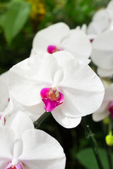 Obraz na płótnie Canvas Orchid flowers,nature or garden.