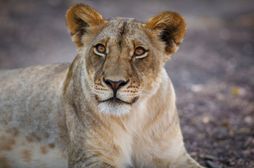 Lion (panthera leo). Botswana