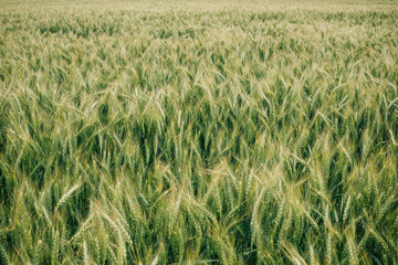 Wheat in Europe