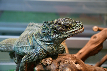 Frilled lizard In the terrarium