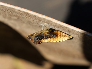 Brown pupa of Papilio machaon; someone ate its insides