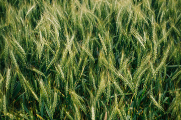 Wheat in Europe