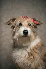 Close up hübscher süßer gold weißer Hund mit roter Schleife im Haar Studio
