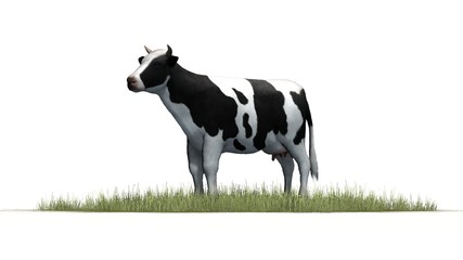 Cow in green grass - separated on white background