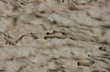 Texture of wood tree background,