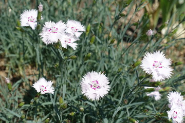 Close view of white flowers of garden pink in May