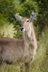 Waterbuck (Kobus ellipsiprymnus) female. Mpumlanga. South Africa
