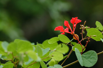 Pride of De Kaap (Bauhinia galpinii). Mpumlanga. South Africa