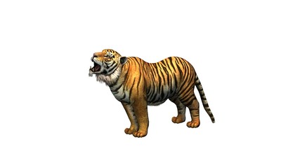 Tiger - isolated on white background