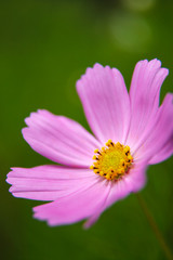 Cosmos flower. South Africa.