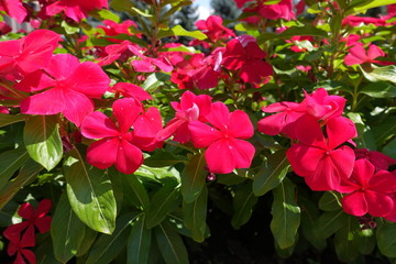 Close shot of red flowers of Catharanthus roseus in August